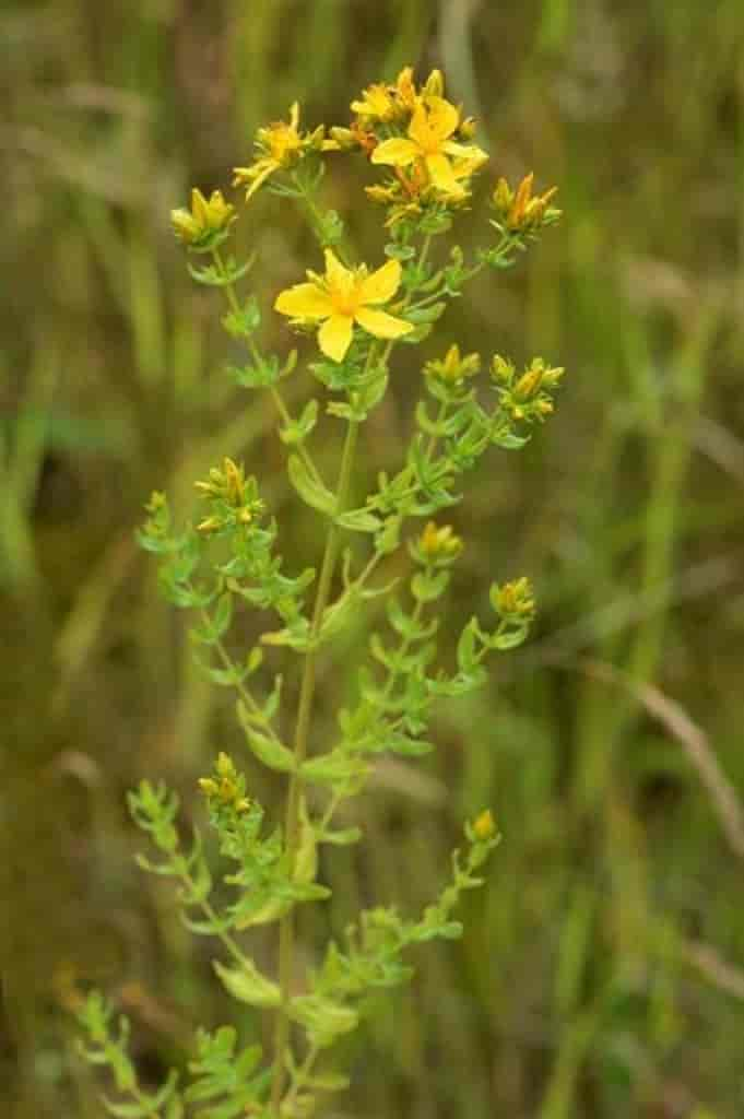 Hypericum perforatum