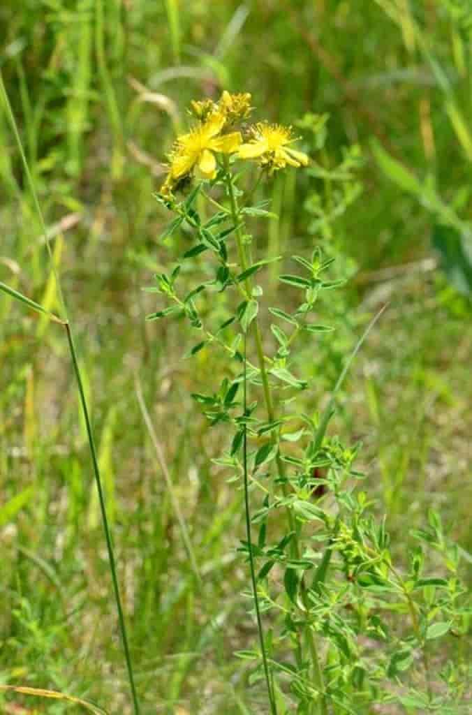 Hypericum perforatum