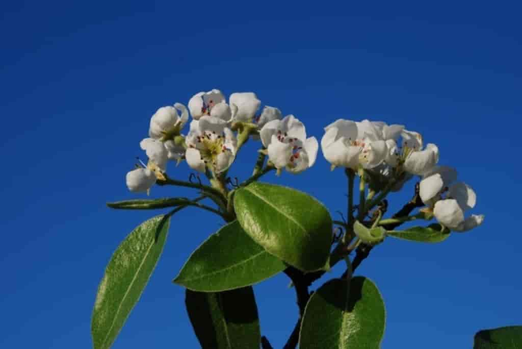 Pyrus communis