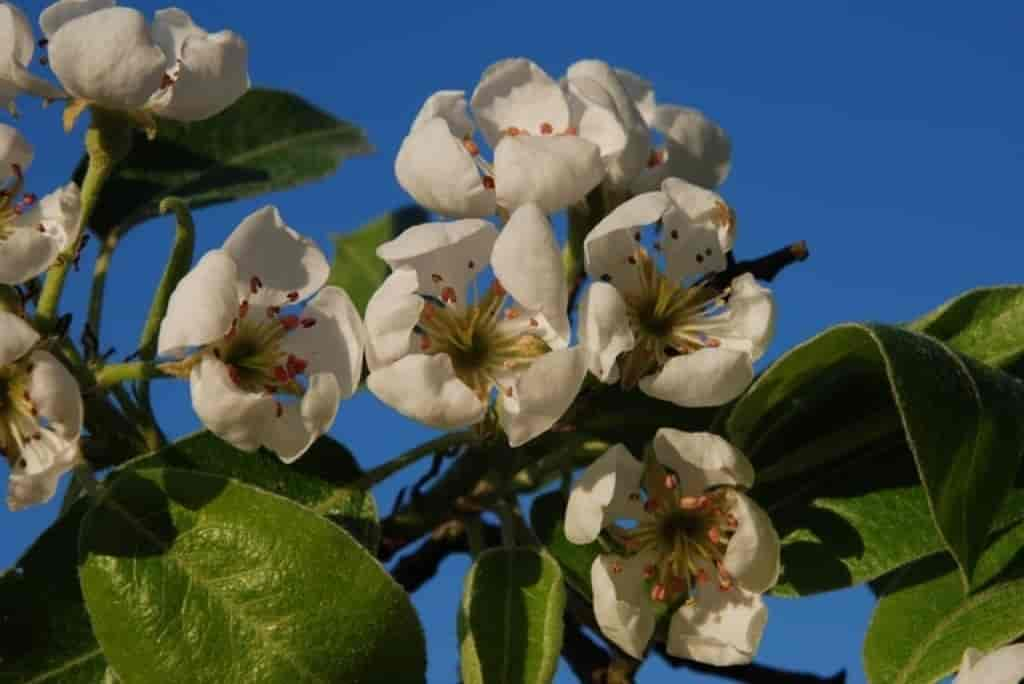 Pyrus communis