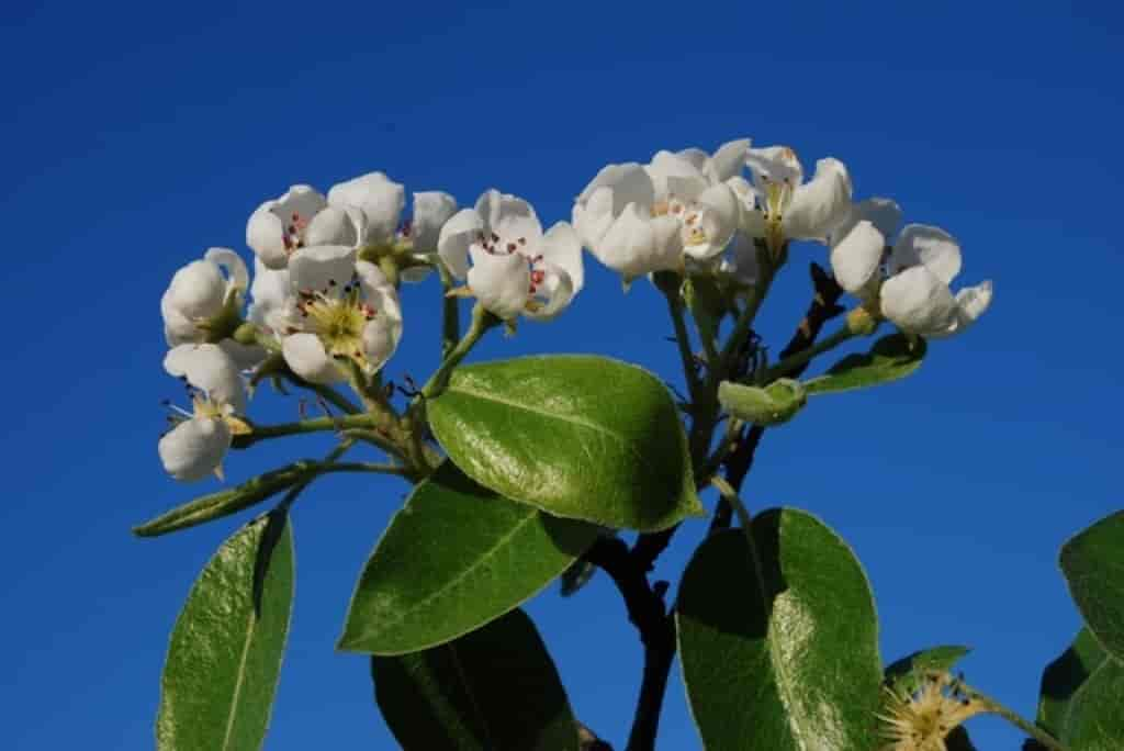 Pyrus communis