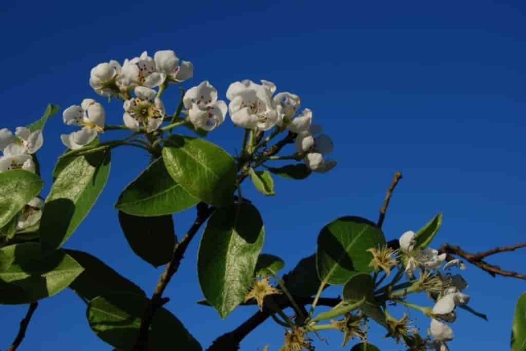 Pyrus communis