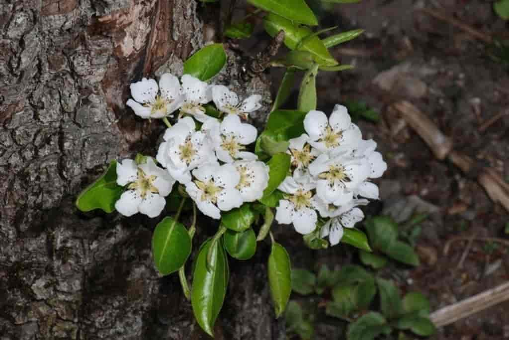 Pyrus communis