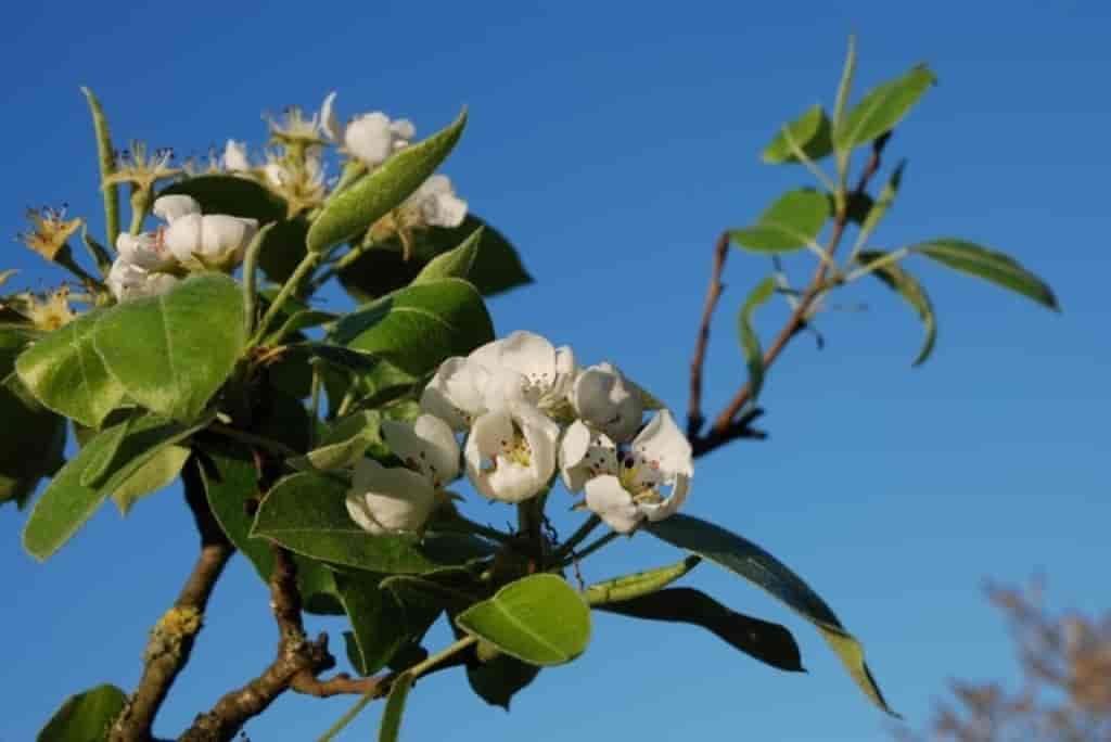 Pyrus communis