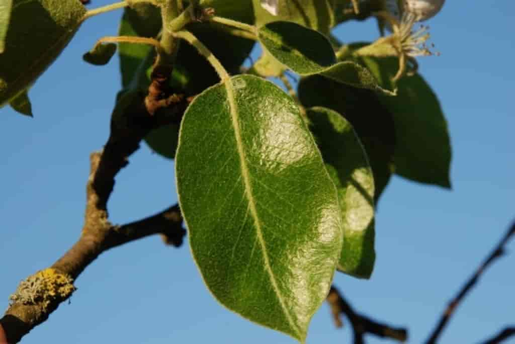 Pyrus communis