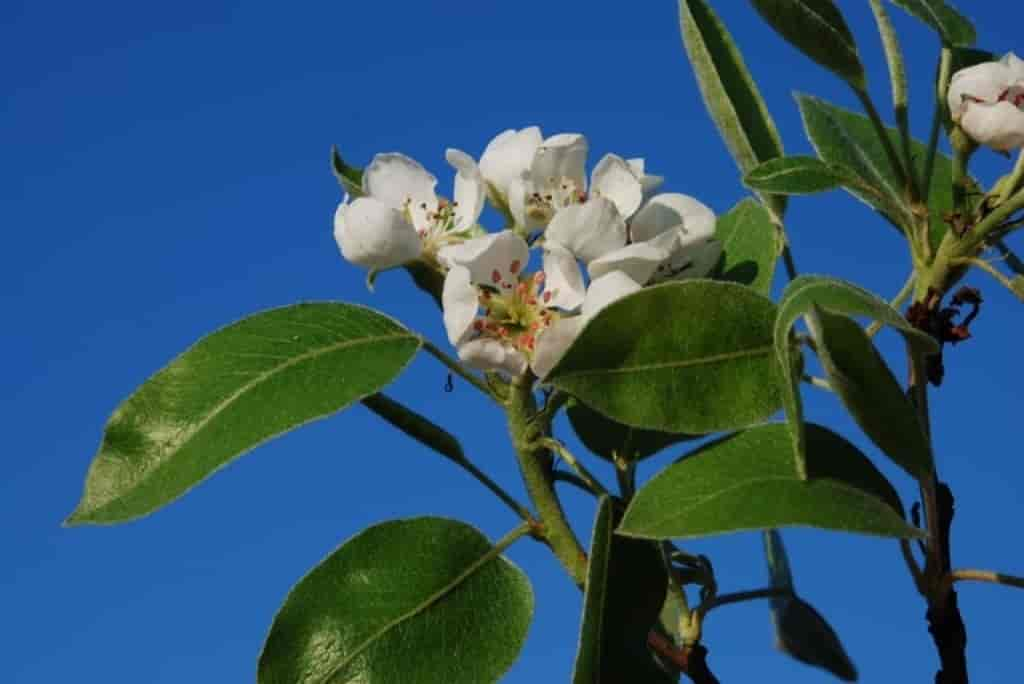 Pyrus communis