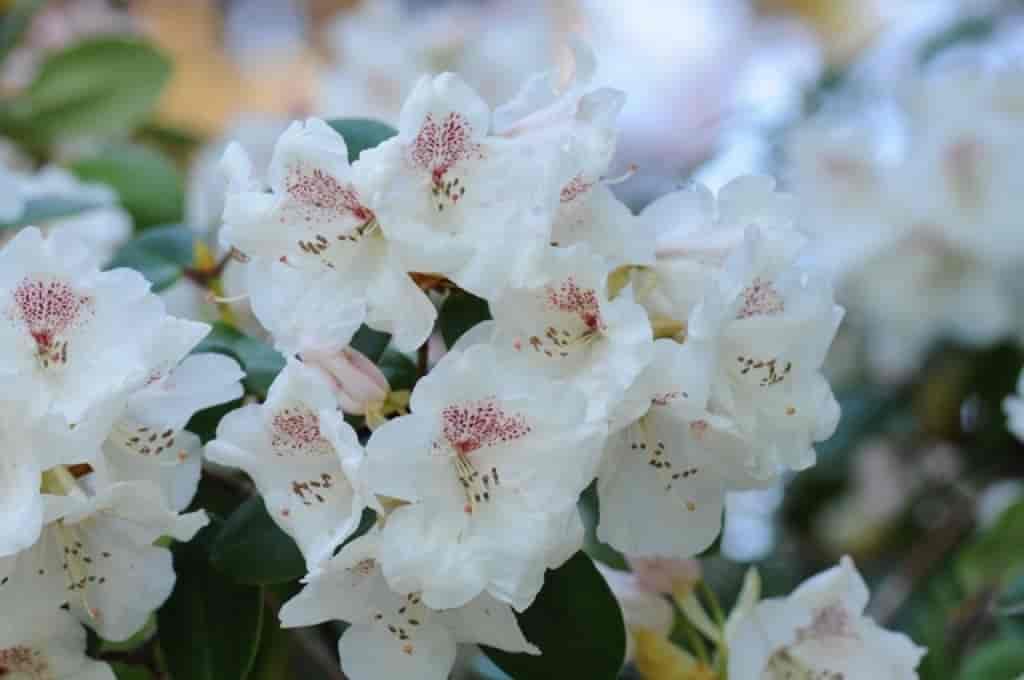 Rhododendron (Gartendirector Riger)