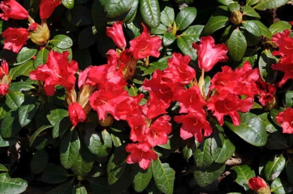 Rhododendron (Red Juwel)