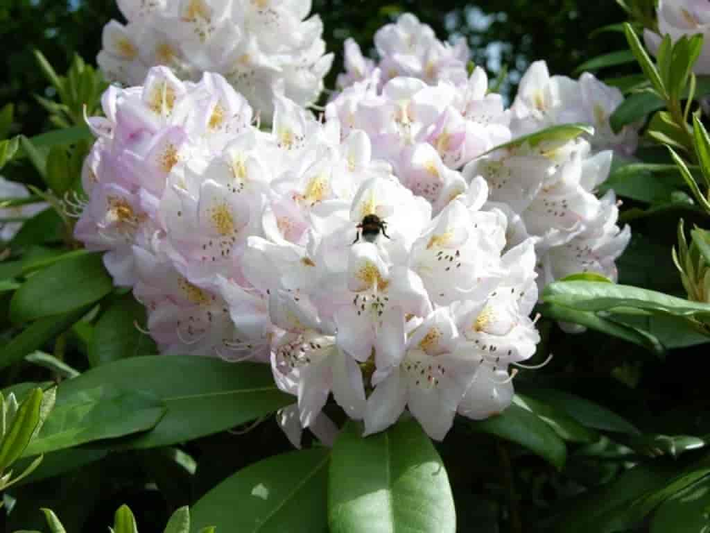 Rhododendron (Gomer Watere)