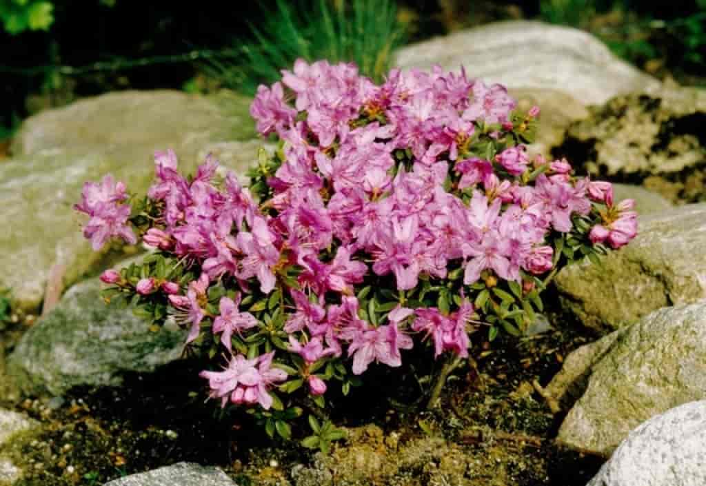 Rhododendron (Pink drift)
