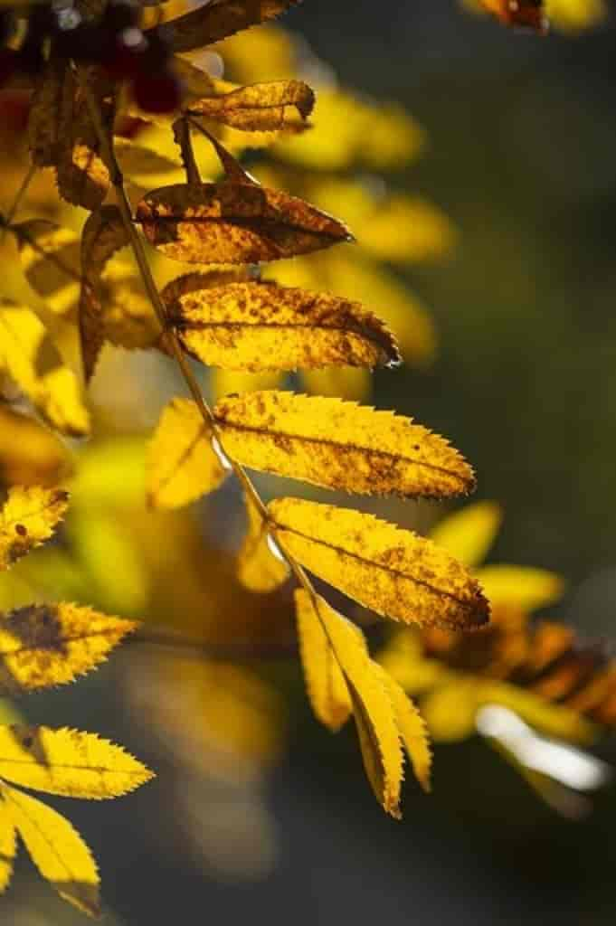 Sorbus aucuparia