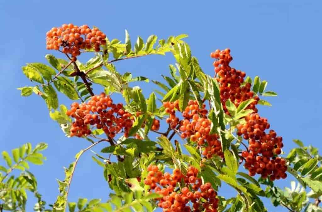 Sorbus aucuparia