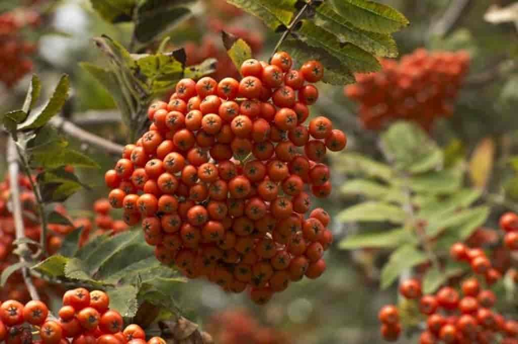 Sorbus aucuparia