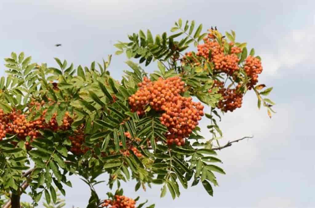 Sorbus aucuparia