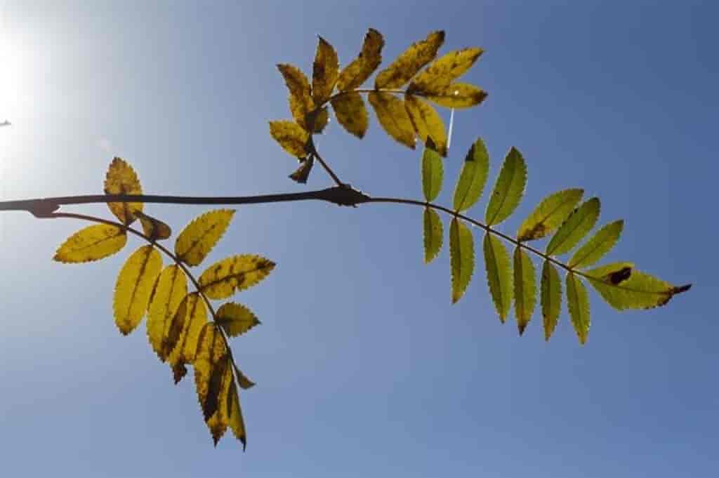 Sorbus aucuparia