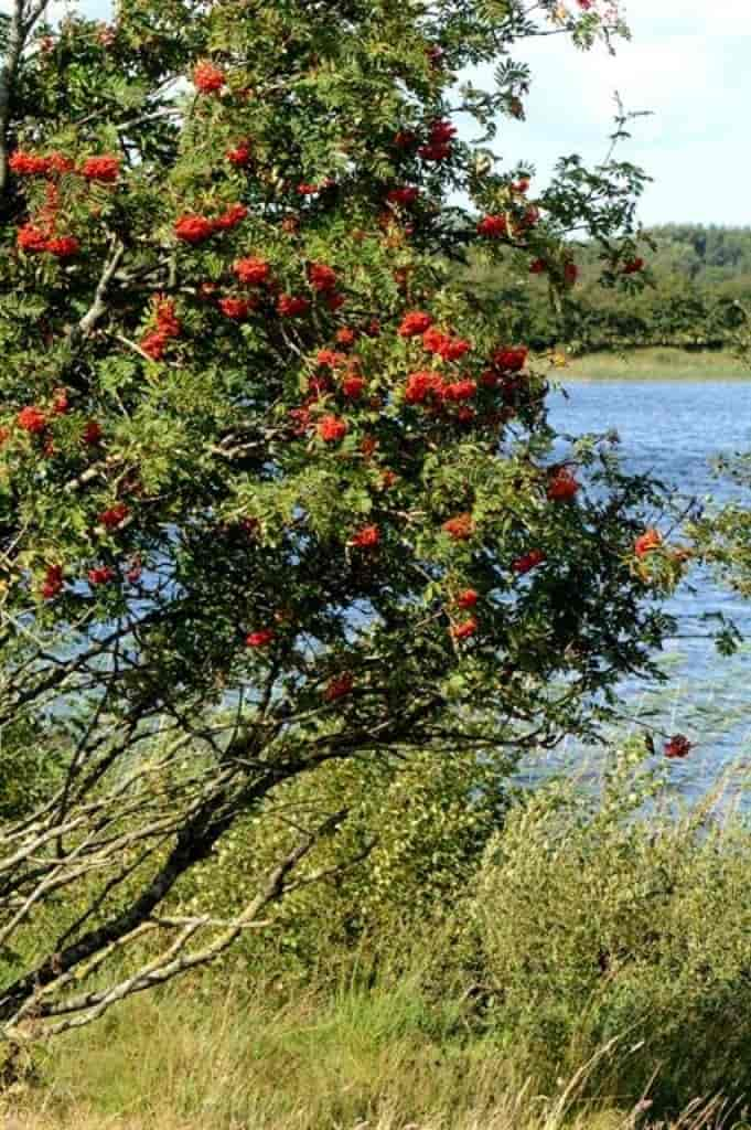 Sorbus aucuparia