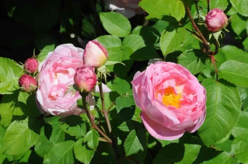 Rosa (Constance Spry)