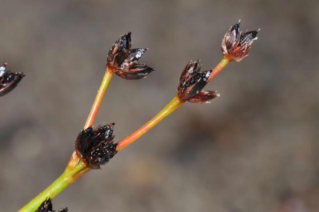 Juncus articulatus