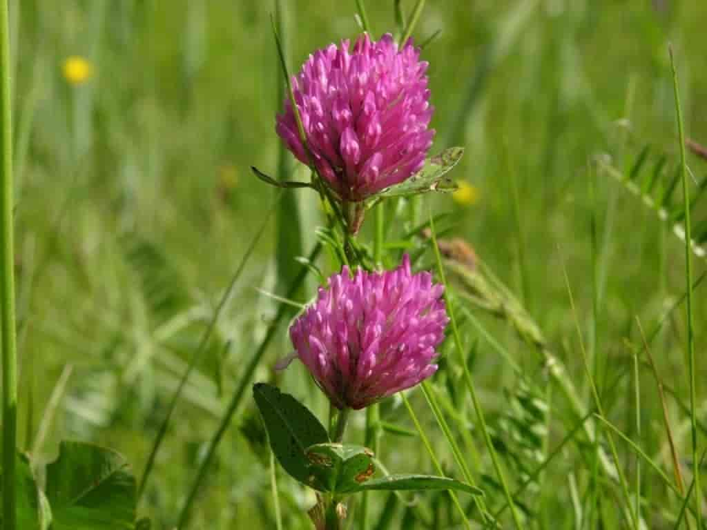 Trifolium pratense