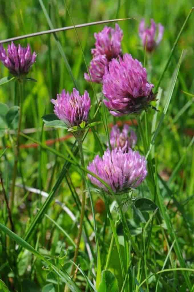 Trifolium pratense