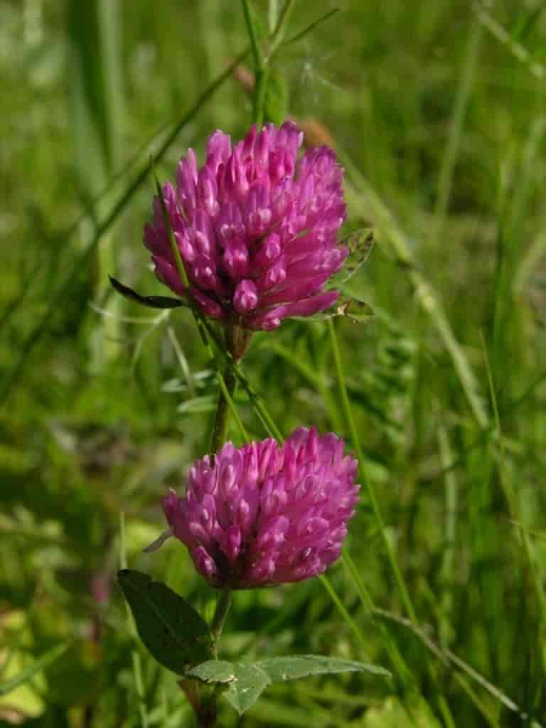 Trifolium pratense