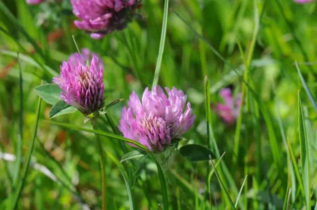 Trifolium pratense