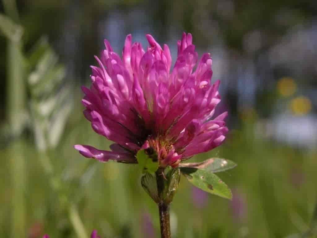 Trifolium pratense