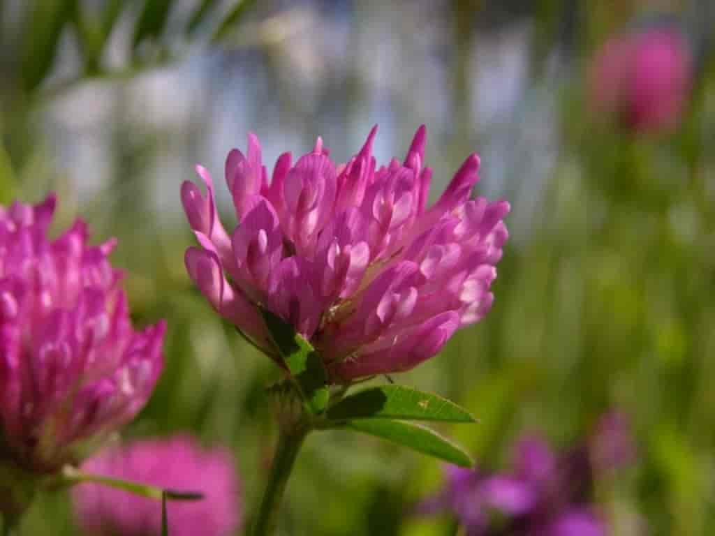 Trifolium pratense