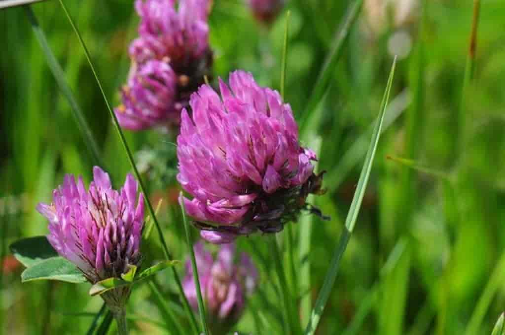 Trifolium pratense