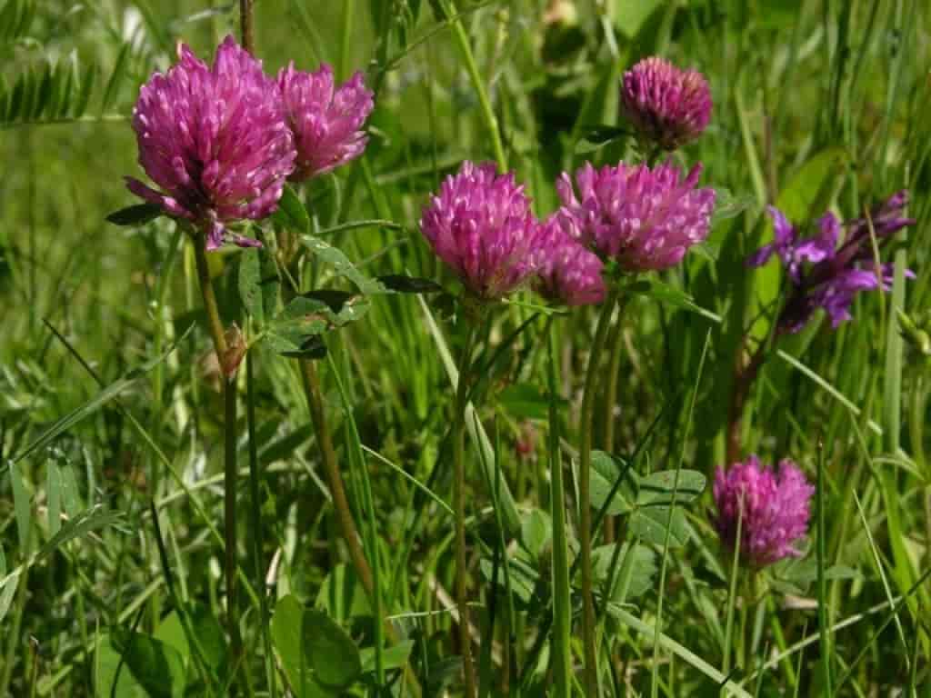 Trifolium pratense