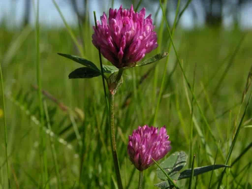 Trifolium pratense