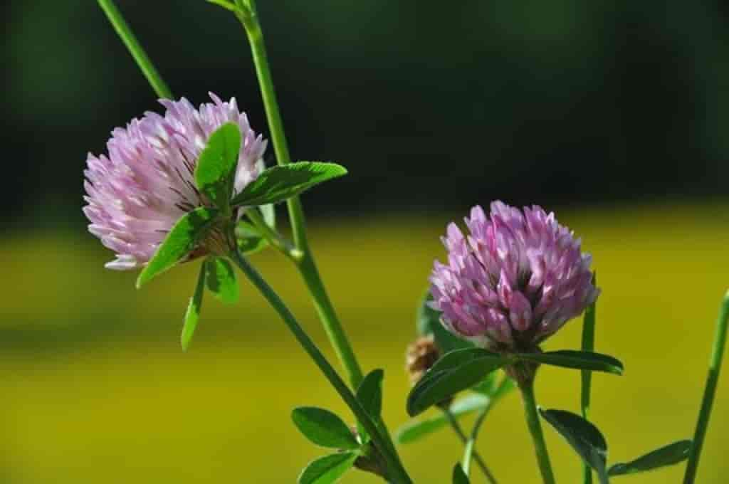 Trifolium pratense