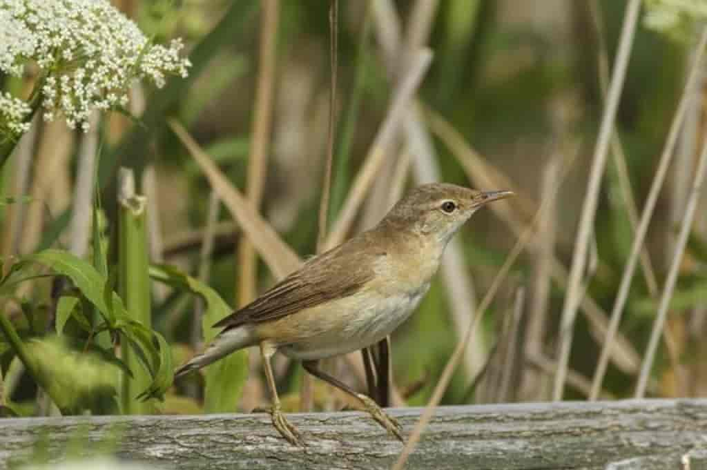 Acrocephalus scirpaceus