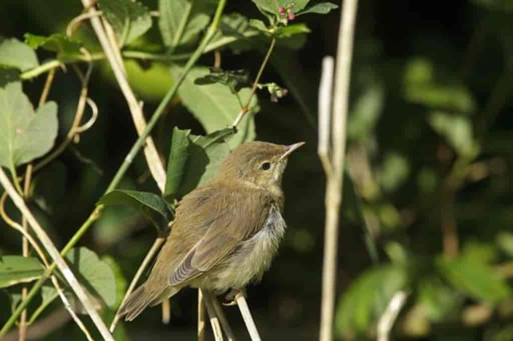 Acrocephalus scirpaceus