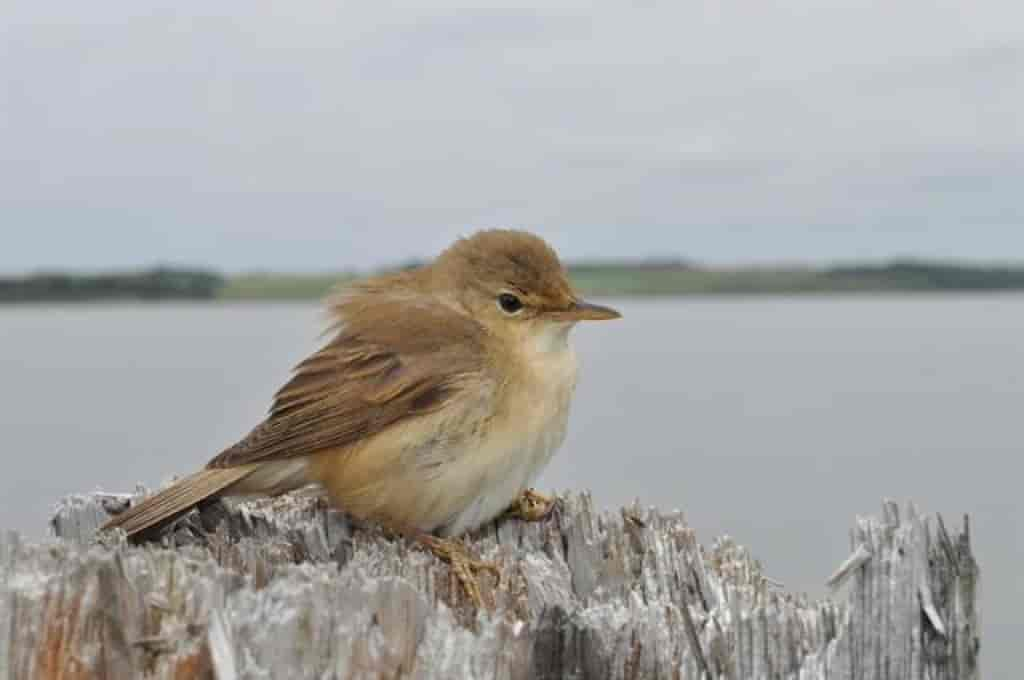 Acrocephalus scirpaceus