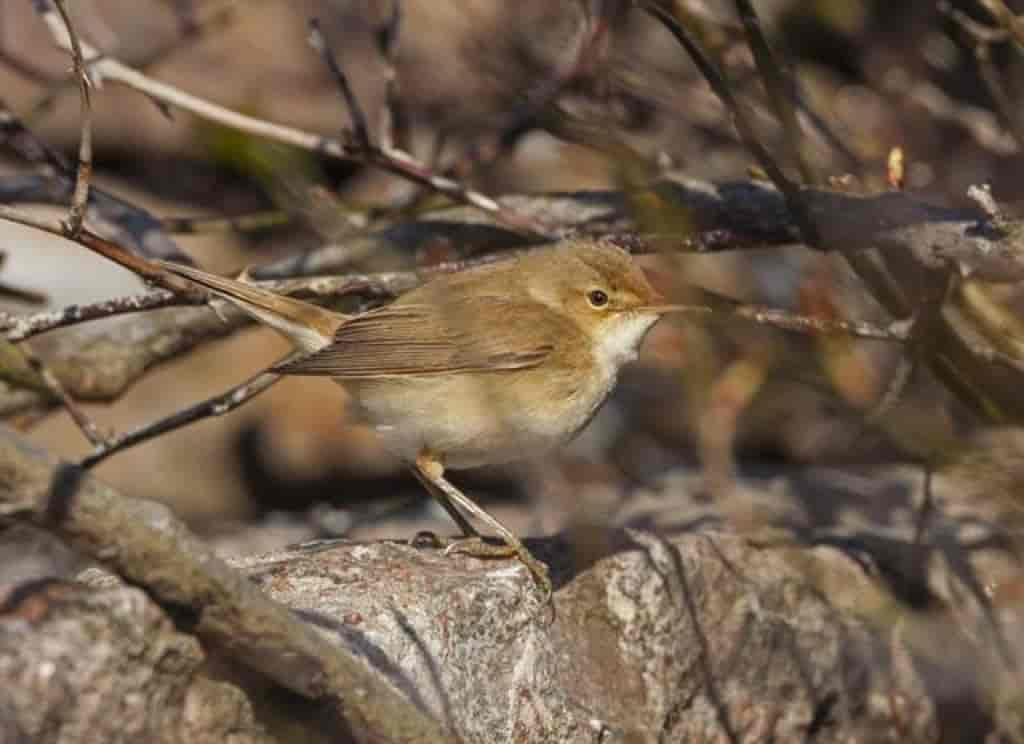 Acrocephalus scirpaceus