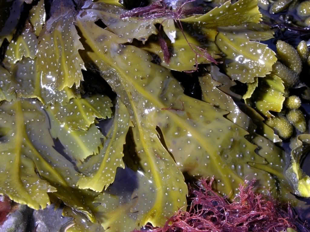 Fucus serratus
