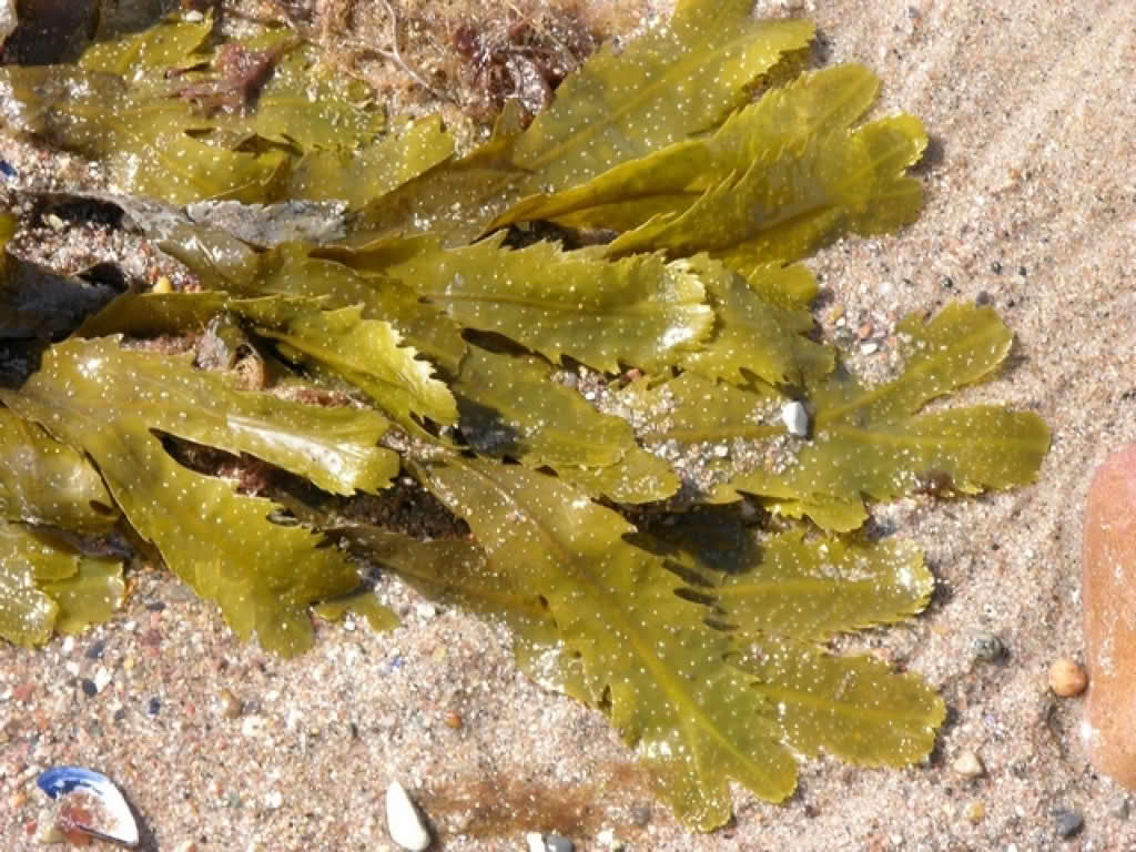 Fucus serratus