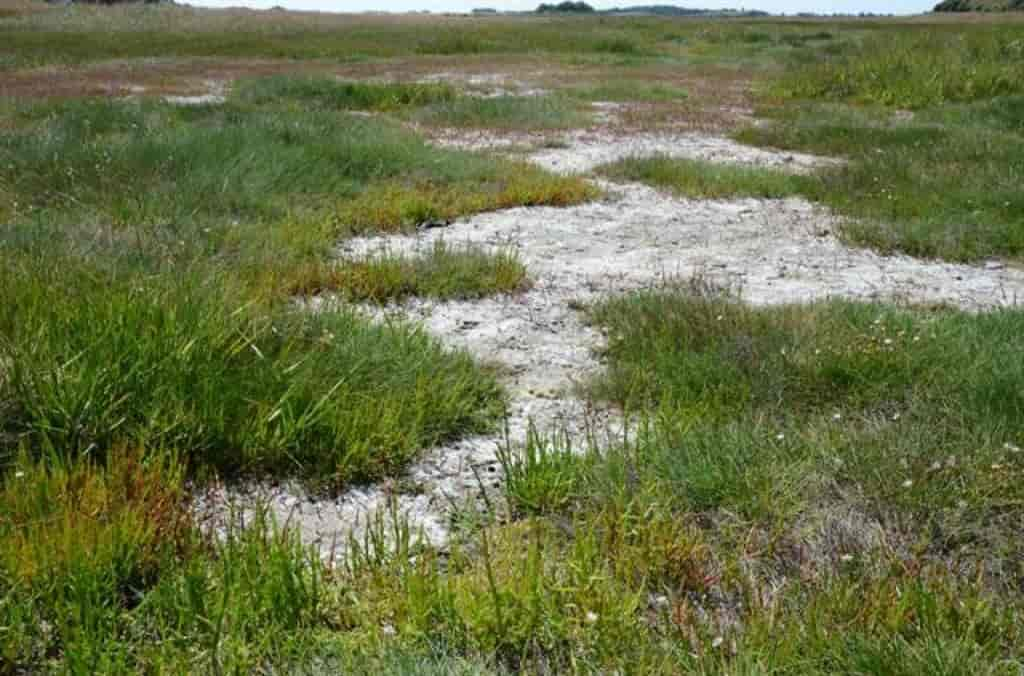 Salicornia europaea