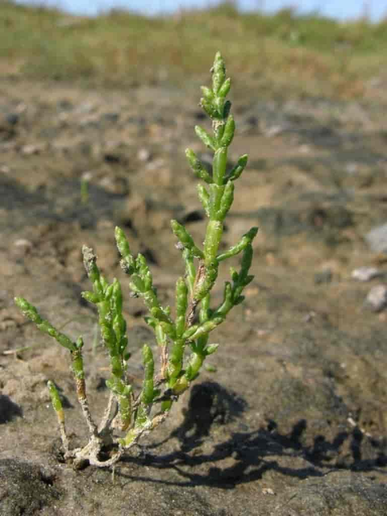 Salicornia europaea