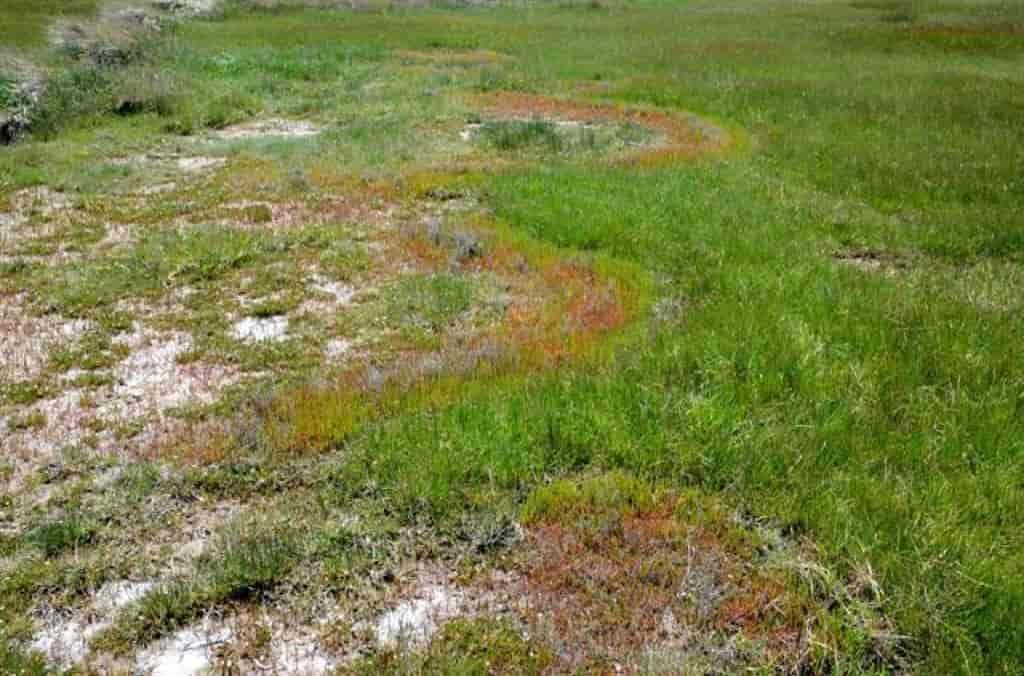 Salicornia europaea