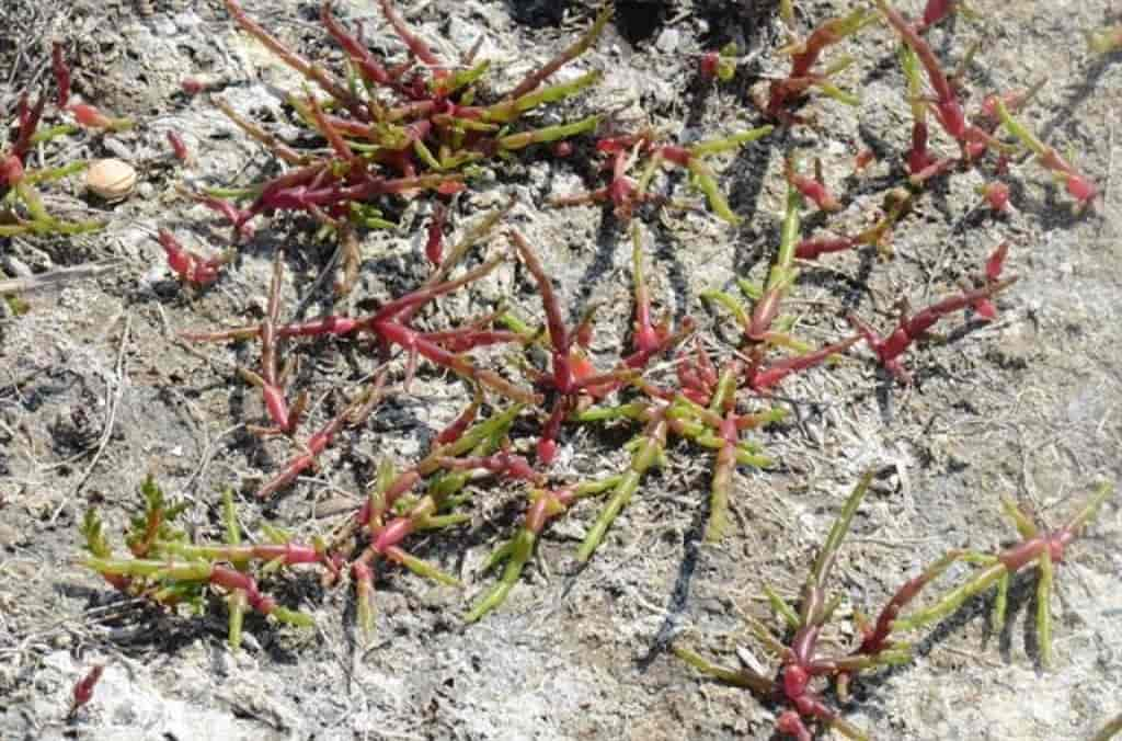 Salicornia europaea