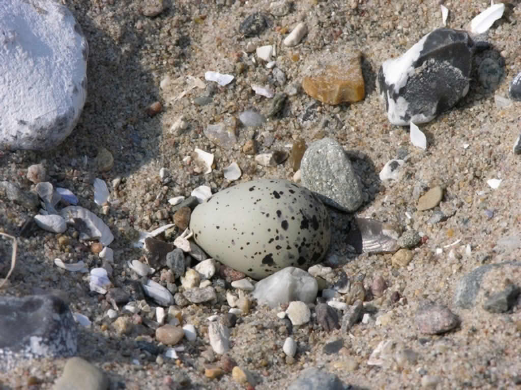 Charadrius hiaticula