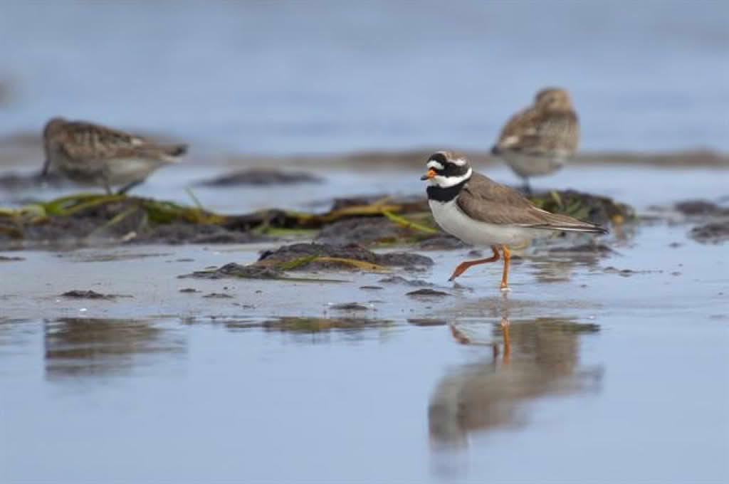 Charadrius hiaticula