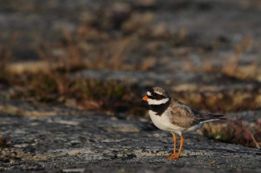 Charadrius hiaticula