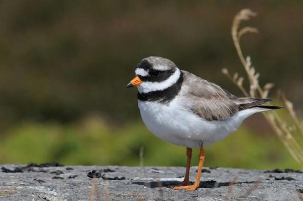 Charadrius hiaticula