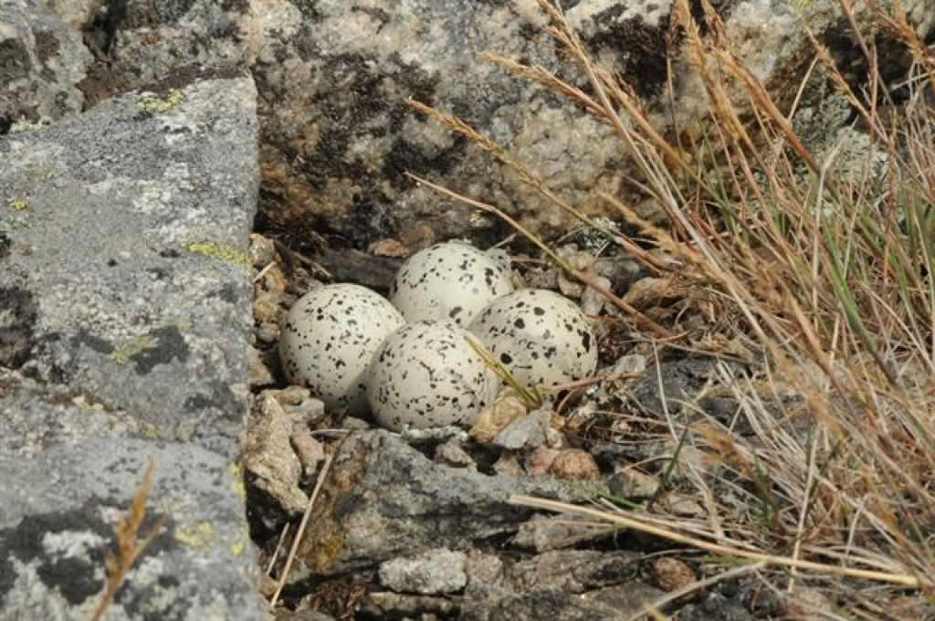 Charadrius hiaticula