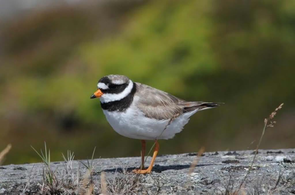 Charadrius hiaticula