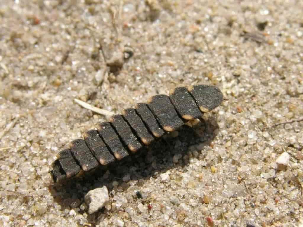 Lampyris noctiluca