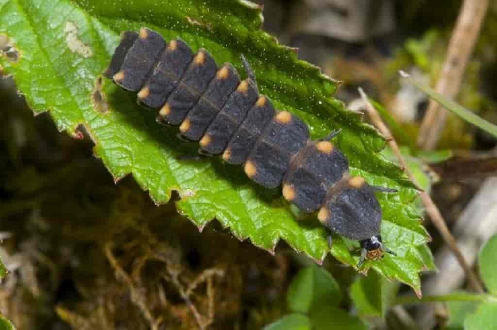 Lampyris noctiluca